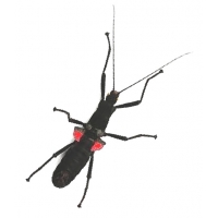 Peruvian Black Beauty Stick Insect Peruphasma schultei 4 adults